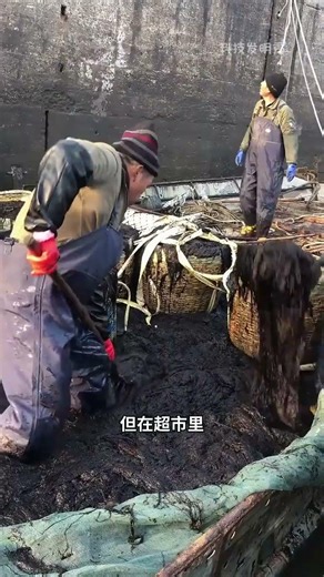 Why does freshly caught laver look like black mud? #ScienceTeaching #KnowledgeExpertise #Laver #S...