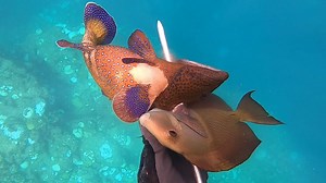 25K views · 1K reactions | Spearfishing in a place where coral bleaching | Sea Discover | Facebook