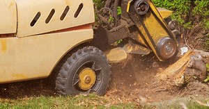 How Much Does Stump Removal Cost? - Today's Homeowner