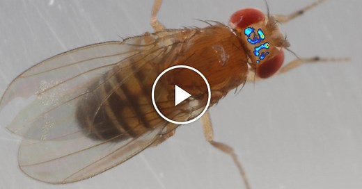 ScienceTake | Looking Into a Fly’s Brain