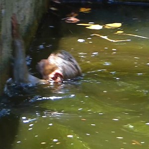 3.1K views · 774 reactions | Rainbow swimming very happy | Monkey Rainbow | Facebook