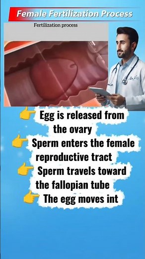Fertilization Process in Females | How Sperm Meets the Egg | Human Reproduction #spermmorphology
