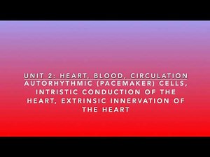 S2U2V14 Autorhythmic (Pacemaker) Cells, Intrinsic Conduction and Extrinsic Innervation of the Heart