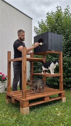 Shelter to Luxury Cat House
