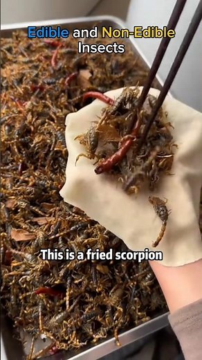 Would you like to try it? #insectfood #shorts