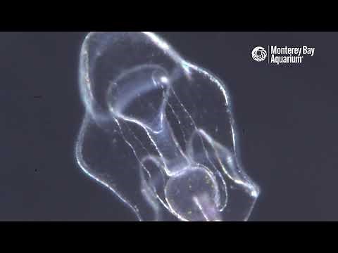A Baby Starfish Larva Feeding On Microscopic Algae