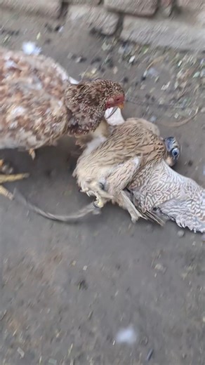 Funny Rooster Annoying Hawk Eagle 🦅🐔 #shorts #eagle #rooster