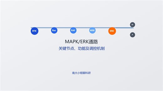 02-MAPK-ERK通路