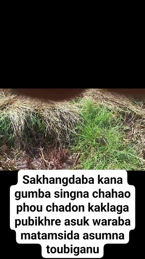 45K views · 470 reactions | Irengbam Newton on Reels | Facebook