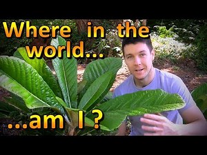 Creating a Tropical Garden in the Pacific Northwest