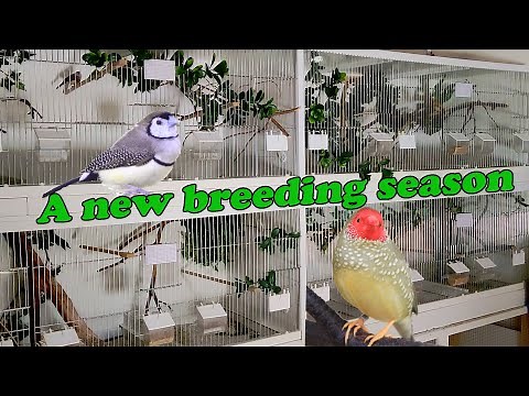 Step by Step Conditioning the Finches, Bird Breeding Diaries #1