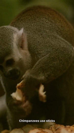 Chimps Use Tools Like Humans - Here's How