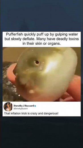 Pufferfish Inflate Fast and Deflate Slowly