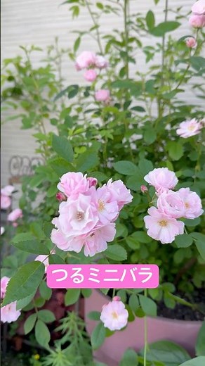 【ガーデニング】夢乙女 舞姫 どちらかわからないですが綺麗なので良いです🙆