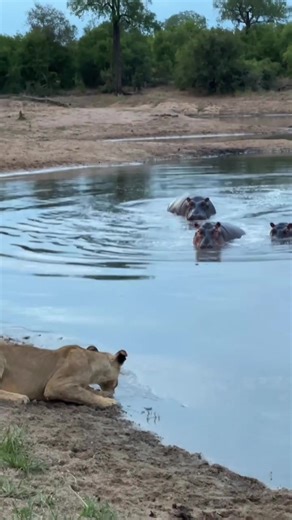 Wait for the hippos to start moving in… #hippo #lion #predator | hippos