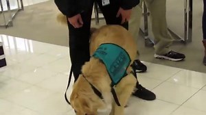 Penis Crowning in Dogs: What's With My Dog's Red Rocket?