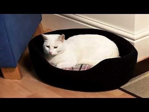 PetSafe® Chatière Petporte smart flap® avec lecteur de puce électronique