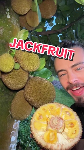 Jackfruit vs. Durian: Taste, Smell & Health Benefits