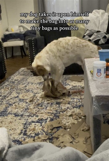 and i love my tiny bags! #rustyintulsa #dogsoftiktok #dog #heelersoftiktok #rescuedog #funnydog #destructive #fyp #fypシ #viral #viraldogsoftiktok