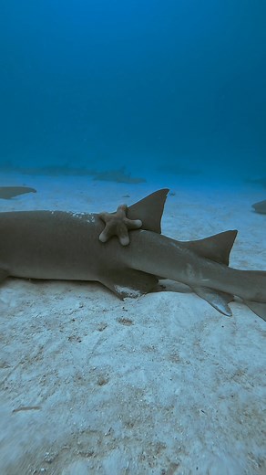 104K views · 2.2K reactions | This nurse shark showed up for a seriously chill underwater nap—only for a starfish to crash the party like, “Hey, your fin’s the comfiest spot in the ocean, and I’m claiming it.” The shark’s face? Total “I can’t believe I’m stuck with this tiny squatter” energy. Bro didn’t sign up for a starfish pillow, but here we are. #NurseSharkNapFail #StarfishSquatter #OceanChaos #MarineMemeMagic #UnderwaterCrasher | Ahmed Elnoby | Facebook