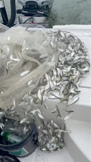 We threw the cast net at fort Desoto pier and it was loaded with bait fish! #netfishing #fishingpier #offshorefishing #offshorefishinglife | Groupermvp