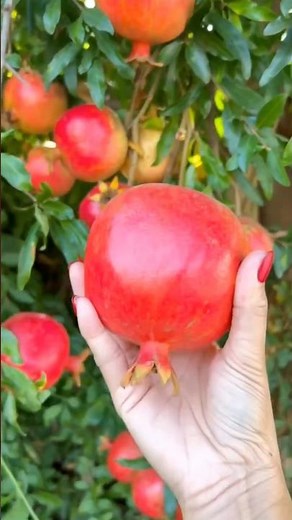 The Easiest Way to Cut a Pomegranate 😲
