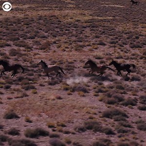 5.3K views · 18 reactions | The wild horse population is exploding...