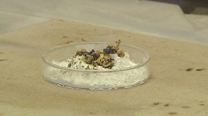 Dr Kelvin Lau: Magic of Chemistry - 實驗示範 歡迎同學share: 今日Dr. Kelvin Lau做個實驗比大家睇，叫Pharaoh’s Snake Reaction。 燃燒Hg(SCN)2時所釋出的氣體和固體會形成一條柱狀產物，就好似一條蛇。呢個化學反應過去被用作小型煙火表演，不過由於反應物和產物的毒性太高，呢類煙火表演已經被禁止。 涉及反應的化學方程式: 2 Hg(SCN)2(s) -> 2 HgS(s) CS2(l) C3N4(s) HgS(s) O2(g) -> Hg(l) SO2(g) CS2(l) 3 O2(g) -> CO2(g) 2 SO2(g) 2 C3N4(s) -> 3 (CN)2(g) N2(g) 由於Hg、(CN)2都係超級毒，呢個實驗一定要在fume cupboard 做! 希望大家鍾意Dr. Kelvin Lau準備既實驗啦 ^0^ | Channel No 5