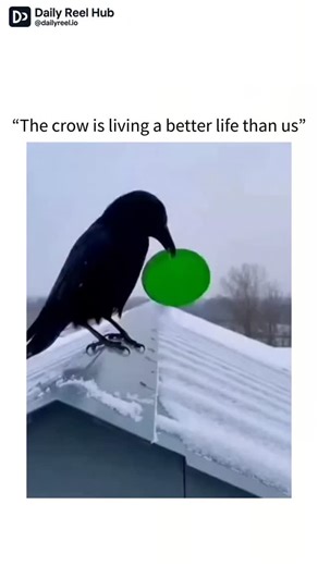 DAILY REELS HUB | A crow, a snowy roof, and a plastic disc — and suddenly nature feels a lot more relatable 🐦❄️ This incredible clip captures a crow turning... | Instagram