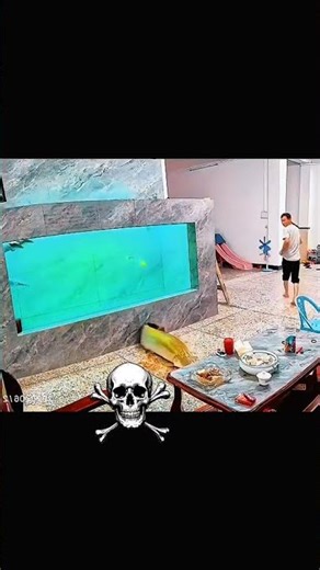 Arapaima gigas jumped out of the tank