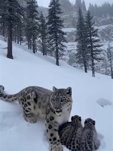 The Snow Leopard’s Shield: A Fight Against the Ice #snowleopard#snowleopardcubs#wildlifedocumentary