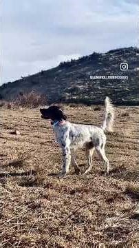 Long Hollow Bird Dogs. Bird Dog training for Bird Hunters by Bird Hunters. #birdhunting