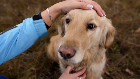Large Wooden Pet Memorial Urns with Photo Frame - Keepsake Memory Box for Cremation Ashes, Casket Burial Urn for Pets