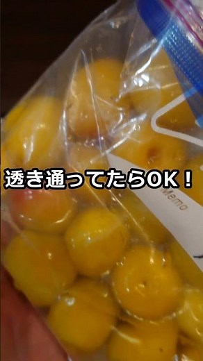 【1分解説】 超低塩梅干し〜②塩漬け編〜 12年目？の梅干し作りスタート！ #梅干し #低塩 #梅仕事
