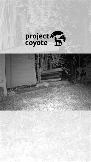 These curious gray fox kits had an unexpected visitor—a passing opossum! The kits seemed to be quite intrigued by their guest, until mom returned to break up the party by gently ushering her little ones back to the den. Encounters like this remind us how many wild neighbors share the same spaces. That’s what #TrailCamThursday is all about. 🧡 Captured something wild on your trail cam? Send it to CaptureCoexistence@ProjectCoyote.org for a chance to be featured! 🎥 Carie Juettner #GrayFox #Opossum