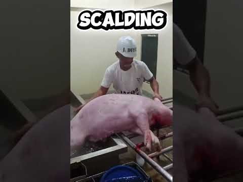 Slaughtering Operations (Swine)