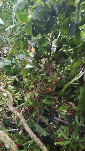 Run Bin trên TikTok