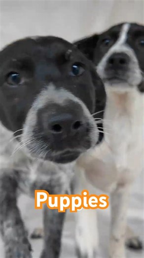 Careful ⚠️ These GSP Mix Puppies Will Steal Your Heart