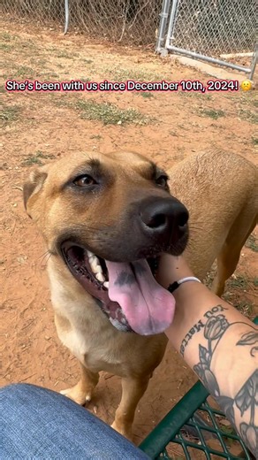 9K views · 229 reactions | ** ADOPTED ** WOLFVEN has been with us since DECEMBER 2024! Where is her family?! Loves other dogs, doesn’t mind cats! She’s spayed, up to date on vaccines, & even microchipped. What are you waiting for? Come adopt our longest resident & give her the best life! * she is a girl in case it cuts it off in the video. | Baldwin County Animal Shelter | Facebook