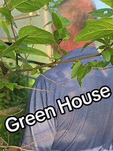 I neglected my greenhouse for so long that it developed its own ecosystem. 😂 There was a tree growing inside, my celery looked like bamboo, weeds had taken over everything, and just when I thought it couldn't get any worse, I almost stepped on a snake and scared the life out of myself. I guess if you ignore something long enough, nature just takes it back. 🌱🐍😅