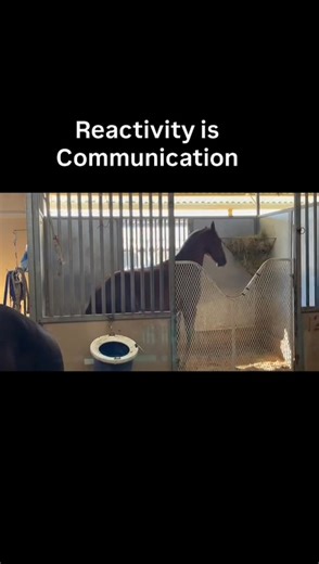Why Reactivity Is Communication, Not a Behavior Problem What you’re seeing here isn’t a “problem horse.” It’s a horse whose nervous system is overwhelmed and trying to communicate. Rearing, bucking, and explosive movement are often interpreted as dangerous or disobedient behavior. But in many cases, they’re the body’s last attempt to say, “I don’t feel safe.” As an equine body worker, my first response is never correction. It’s regulation. When I approached this horse, I wasn’t trying to stop th