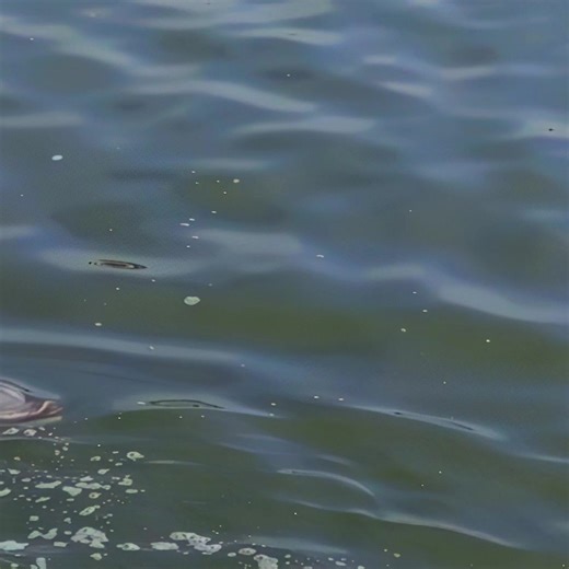 16K views · 82 reactions | Two marine brainiacs are going...