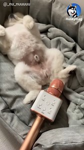 161K views · 4.1K reactions | upsss  | Huskymag | Facebook