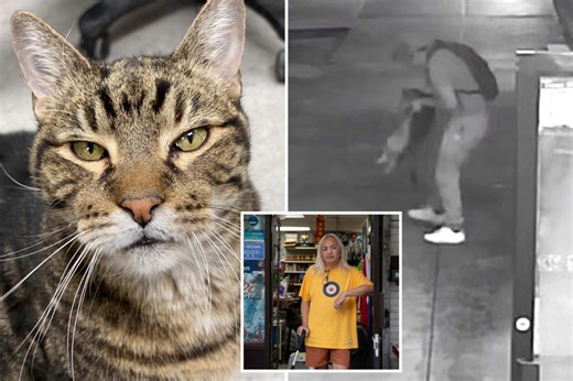 Beloved 18-year-old bodega cat snatched right outside NYC deli: ‘Tearing us apart’