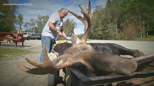 Maine's new tagging system helps manage the herds