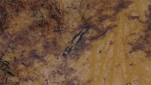 86K views · 64 reactions | Hall County Sheriff's Office on Reels | Facebook