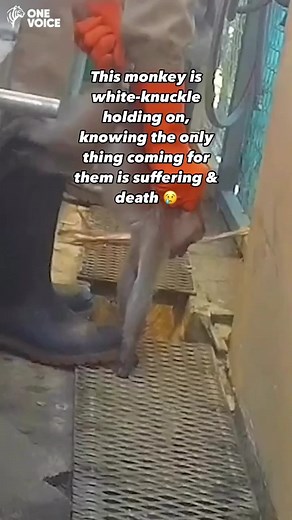 The forest-to-lab abduction pipeline involves the terrorizing & torture of monkeys 💔 🎥 - One Voice | PETA (People for the Ethical Treatment of Animals)