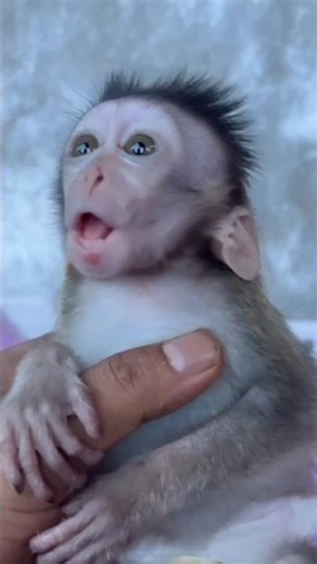 MAMA’S CURE! Cuddles Stop Yumi’s Fear Of The Scarf 🫂