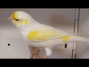 Beaux oiseaux Canari mosaïque