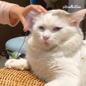 19M views · 5K reactions | From daring pets to a dog who watches too much TV....Enjoy Best Pets of the Week: Part I | Try Not to Laugh | Facebook